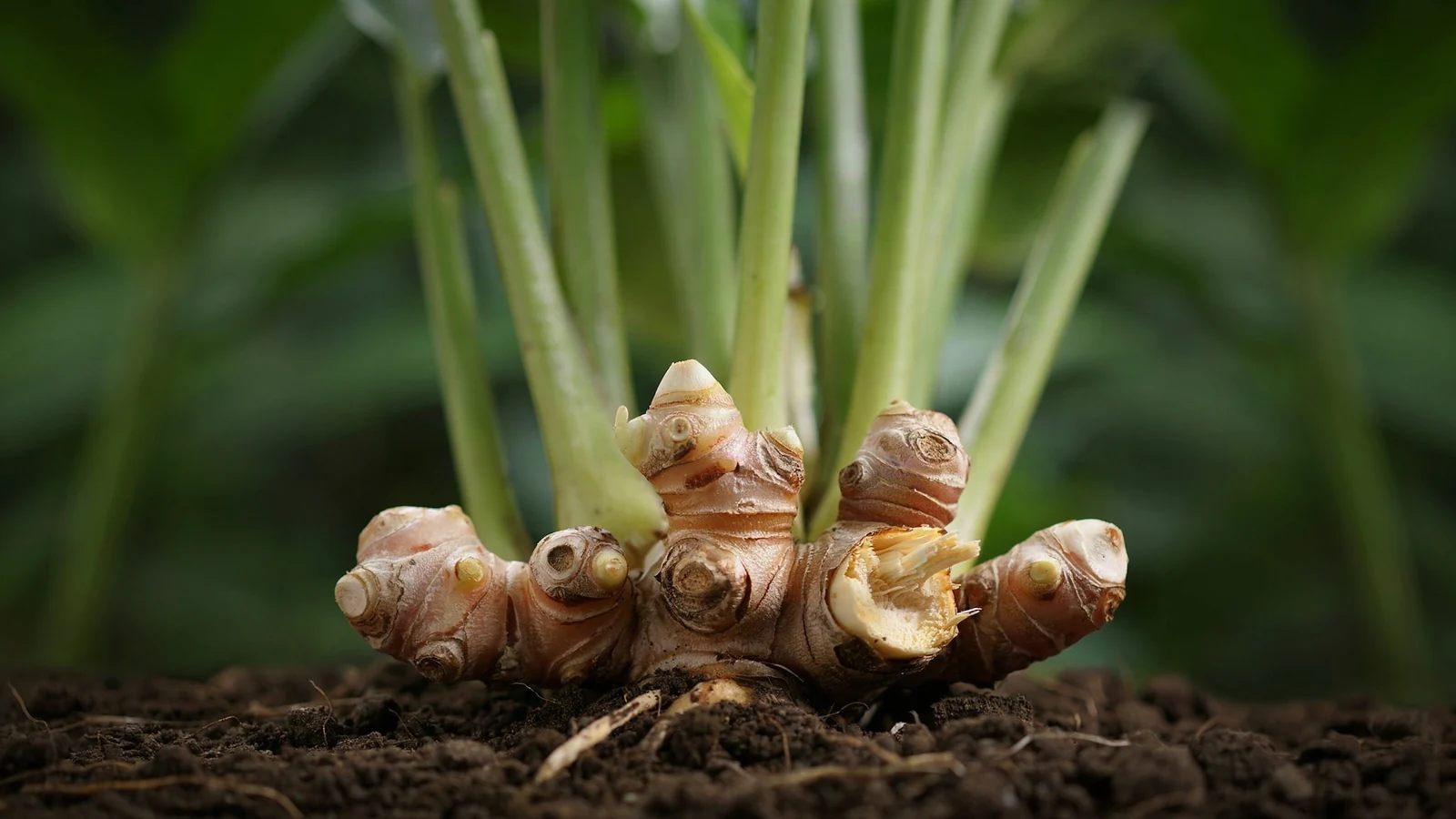 Ginger rhizome