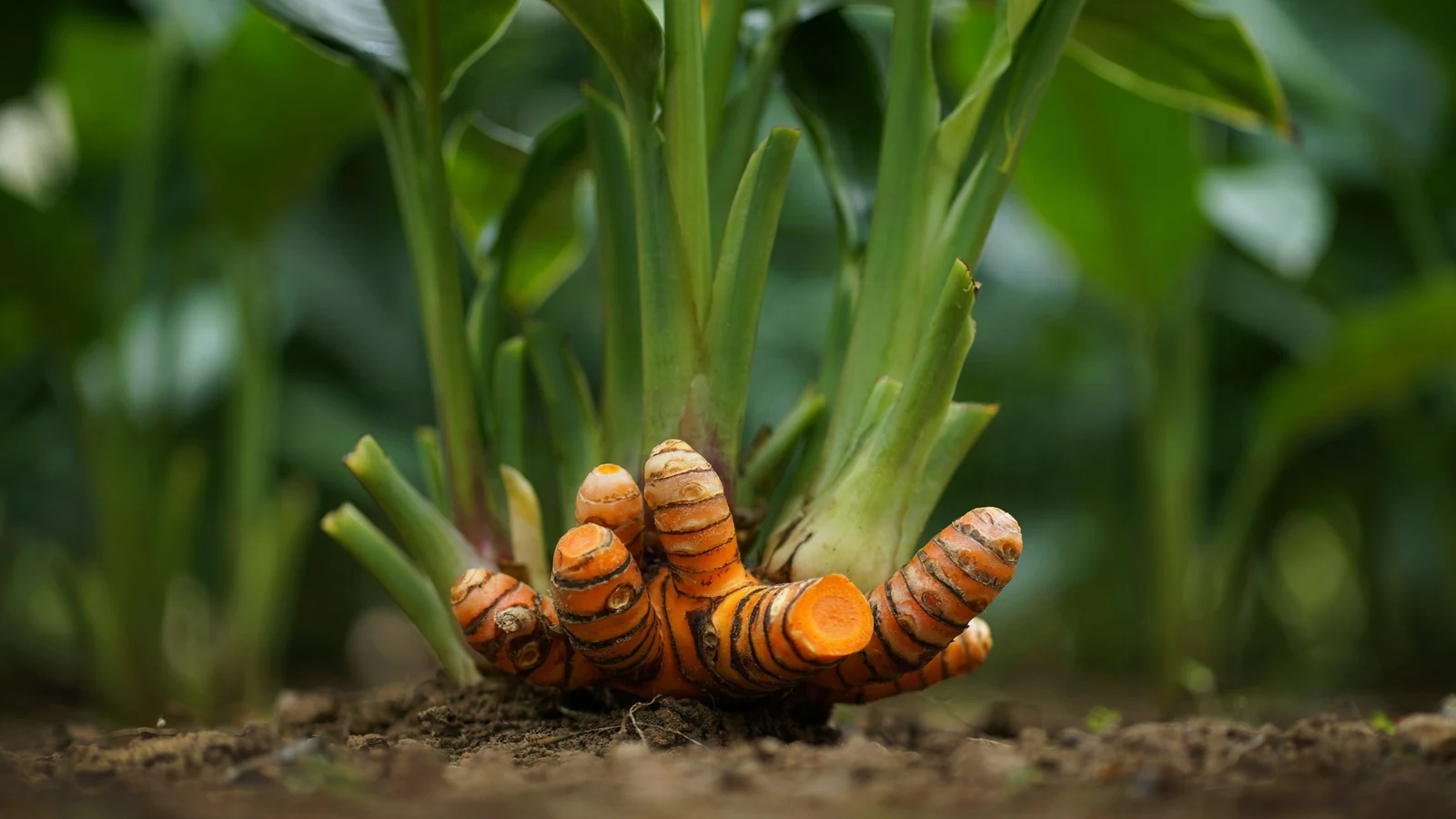 Turmeric rhizome
