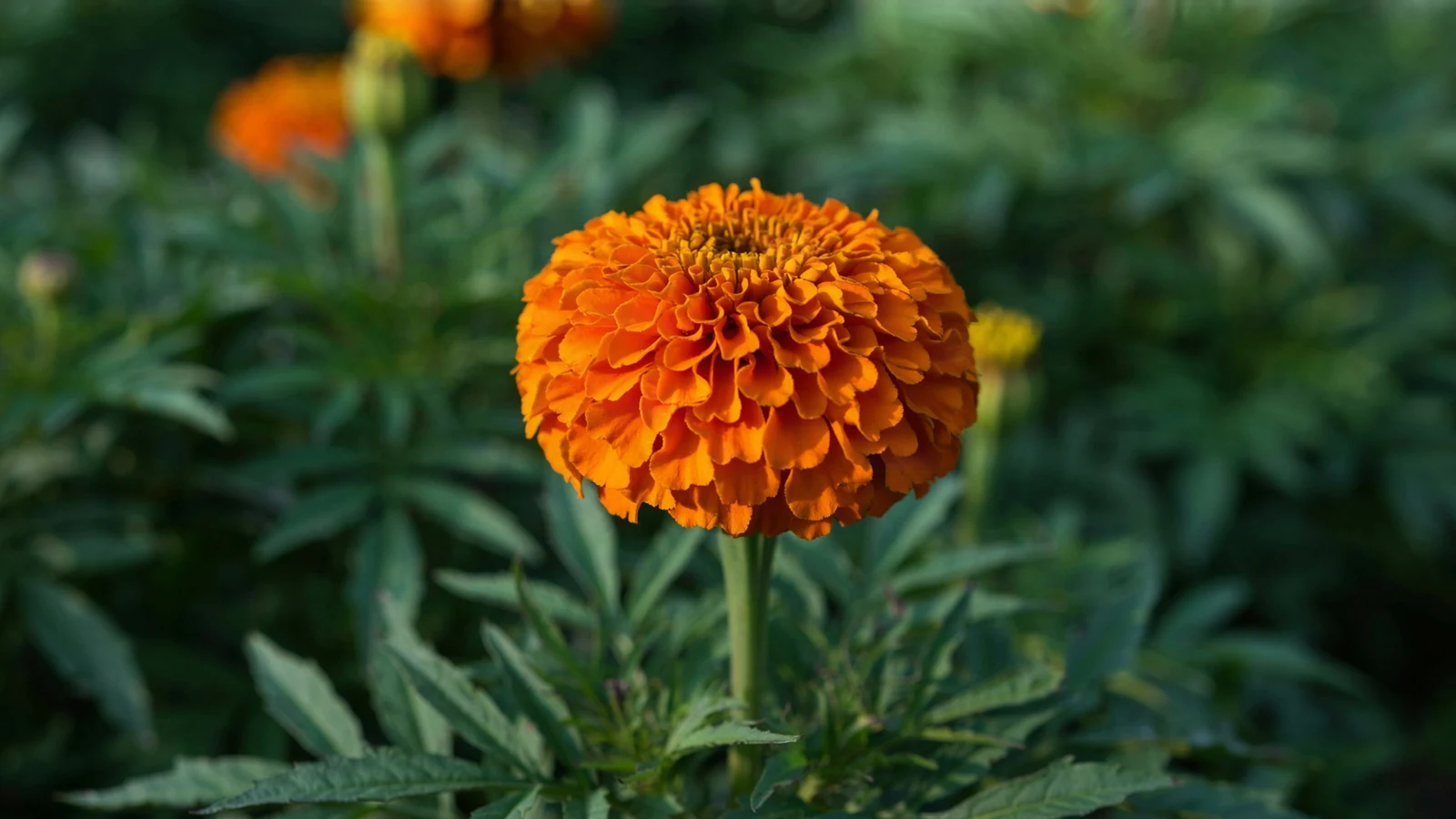 Marigold flowers